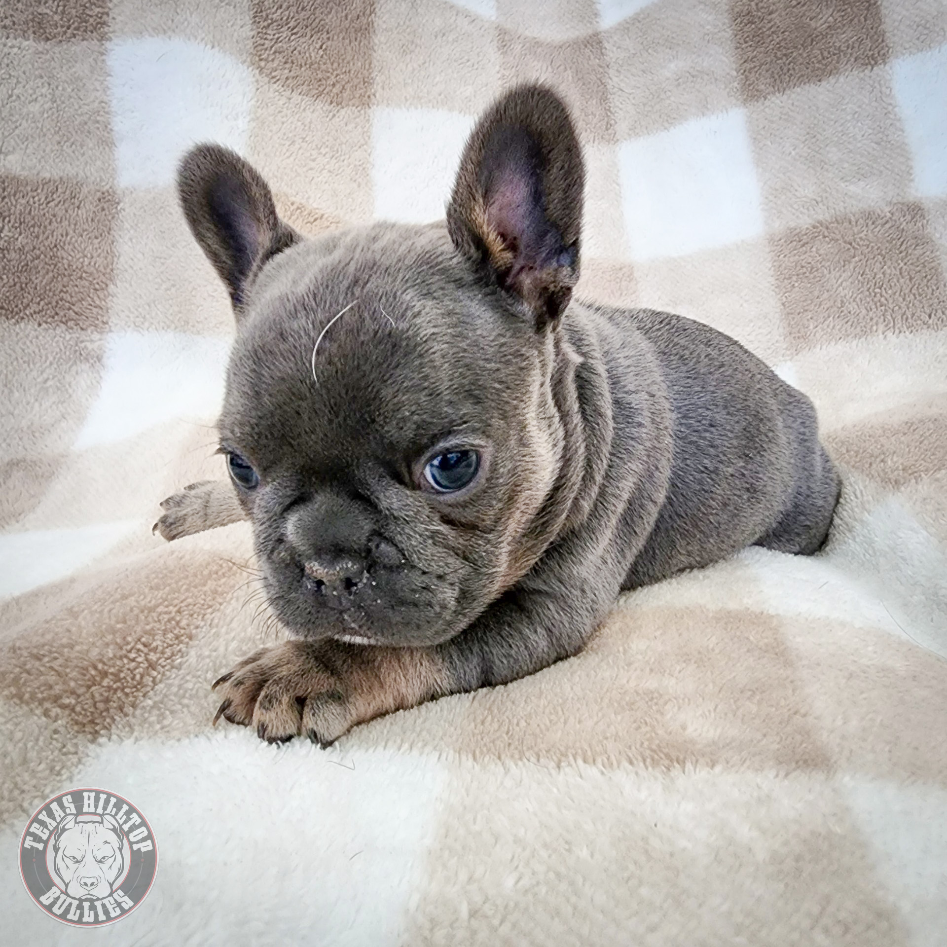 Featured image for “Introducing Our Newest Addition: Frenchie Male #2”