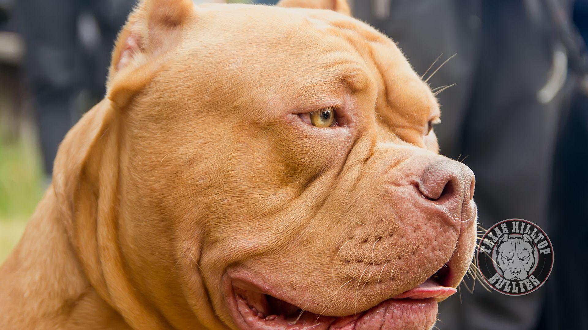 Featured image for “How to Prepare Your French Bulldog or Bully for Boarding in West Texas”