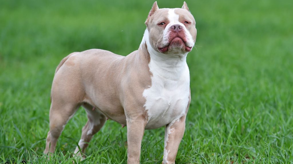 XL American Bully standing alert on green grass, showing muscular build, cropped ears, and confident expression.